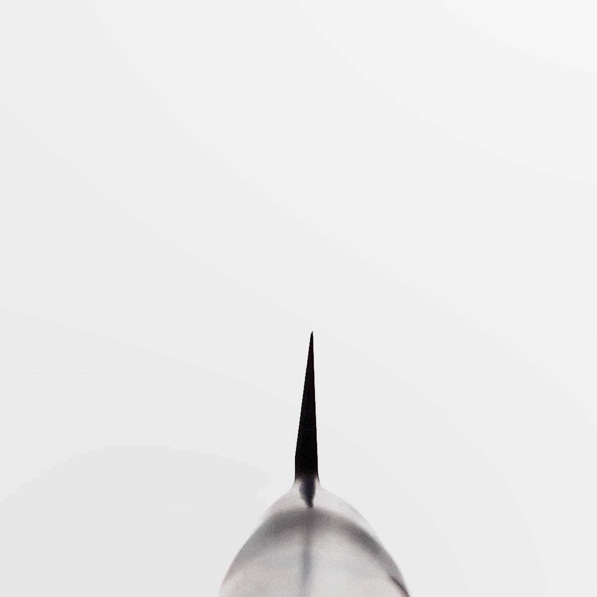 24cm Yanagiba, Pro, Molybden Vanadium - TOJIRO PRO bilde 4